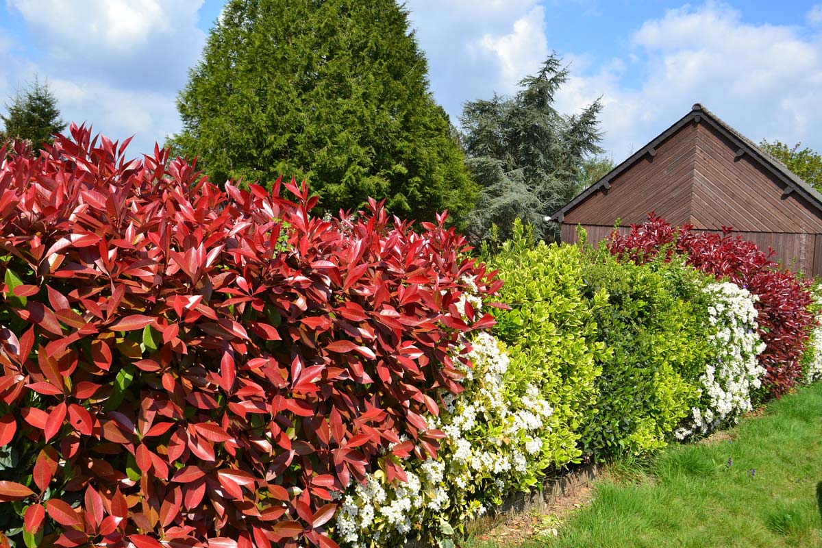 garten-wiese-gartenhecke-busch-rot-gartenhaus-grenze-natur