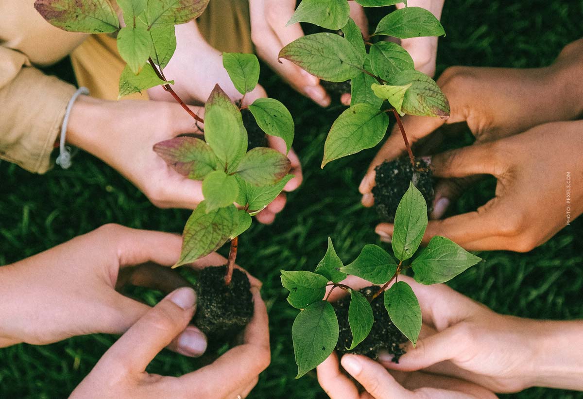 baum-hand-menschen-pflanzen-sozial-treedom-einpflanzen-natur-erde